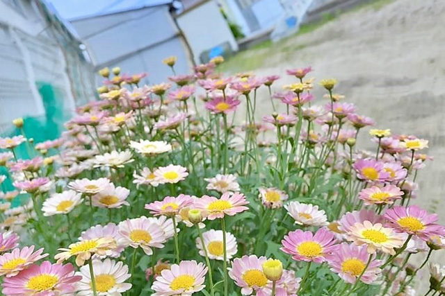 学校法人鳴鼓学園 認定こども園 鳴鼓幼稚園