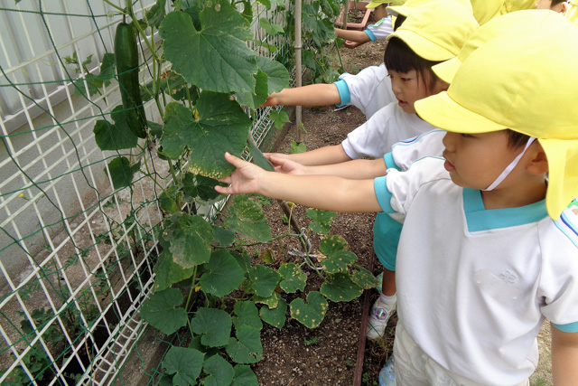 学校法人鳴鼓学園 認定こども園 鳴鼓幼稚園